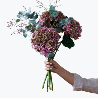 Hortensia